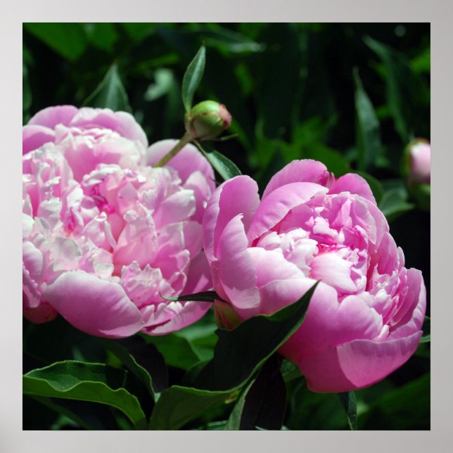 Póster Peonies (Frente)