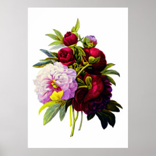 Póster Peonies de Pierre Joseph Redoute