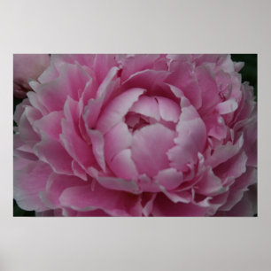 Póster Peonies in Full Bloom