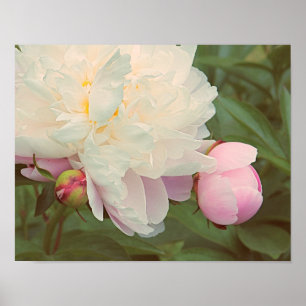 Póster Peonies Pink Peony Flower Poster