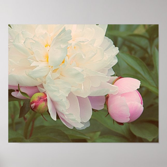 Póster Peonies Pink Peony Flower Poster (Frente)