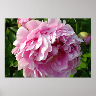 Póster Peonies rosados