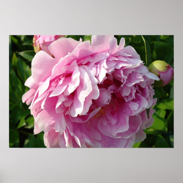 Póster Peonies rosados (Frente)