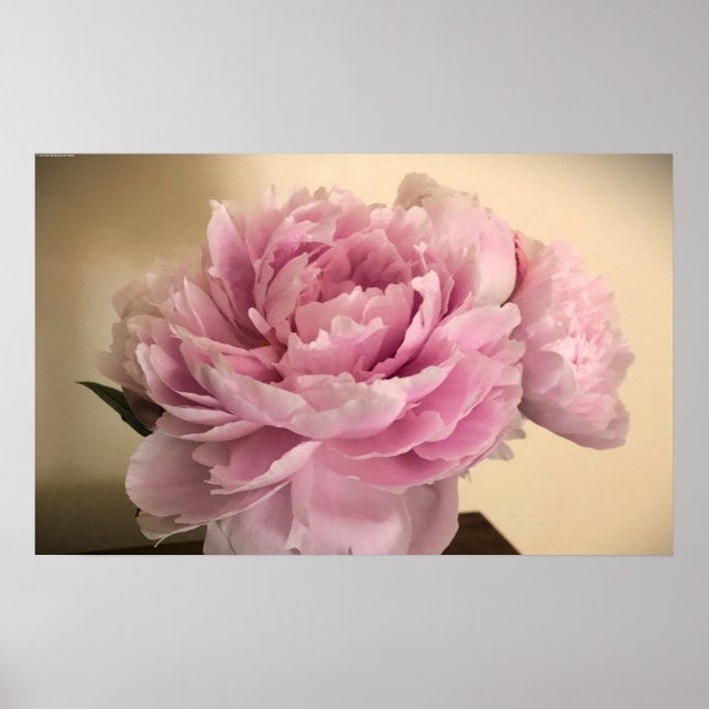 Póster Peony, (Frente)