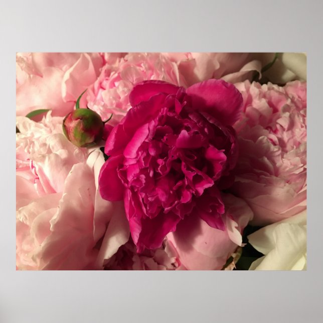 Póster Peony, (Frente)
