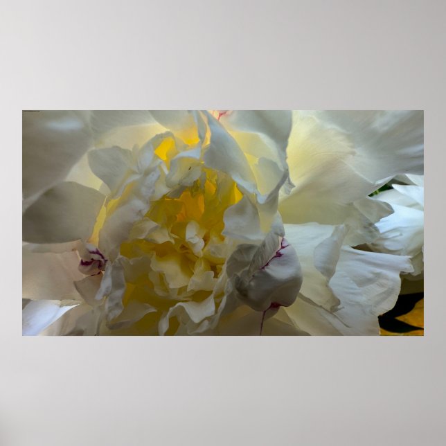 Póster Peony, (Frente)