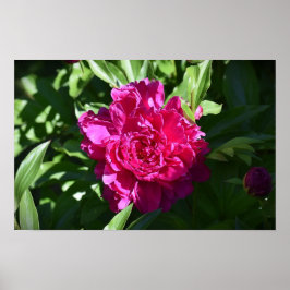 Póster Peony,