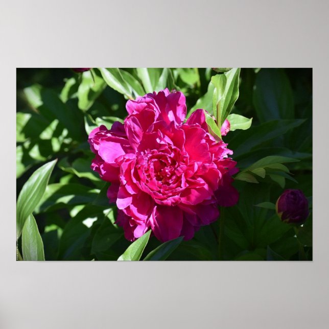 Póster Peony, (Frente)