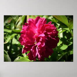 Póster Peony,