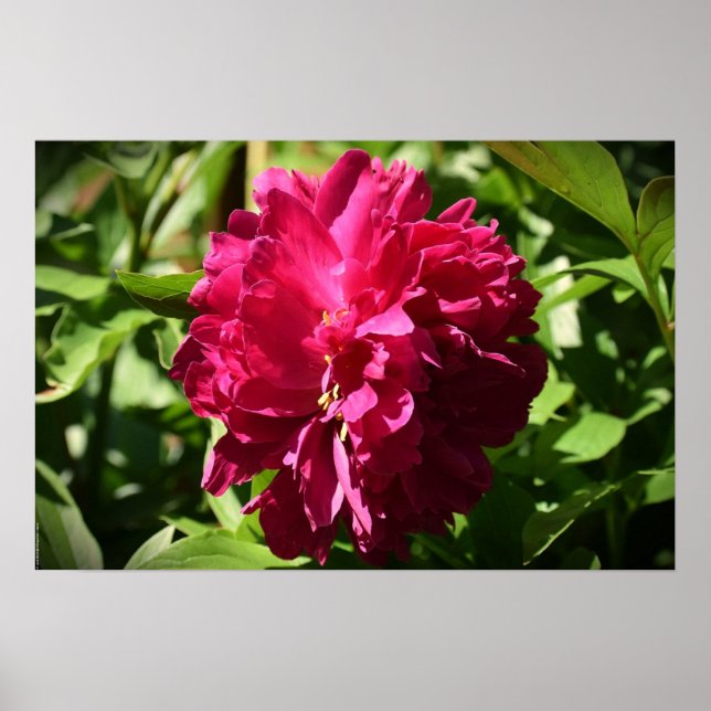 Póster Peony, (Frente)