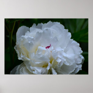 Póster Peony,