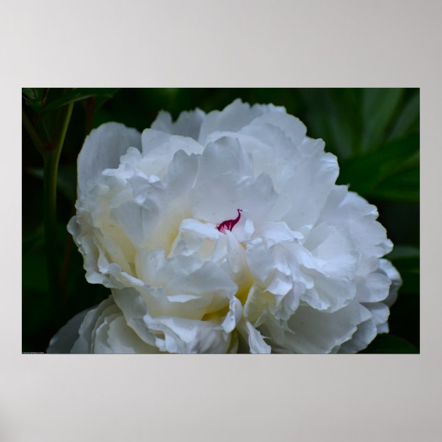 Póster Peony, (Frente)