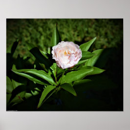 Póster Peony,