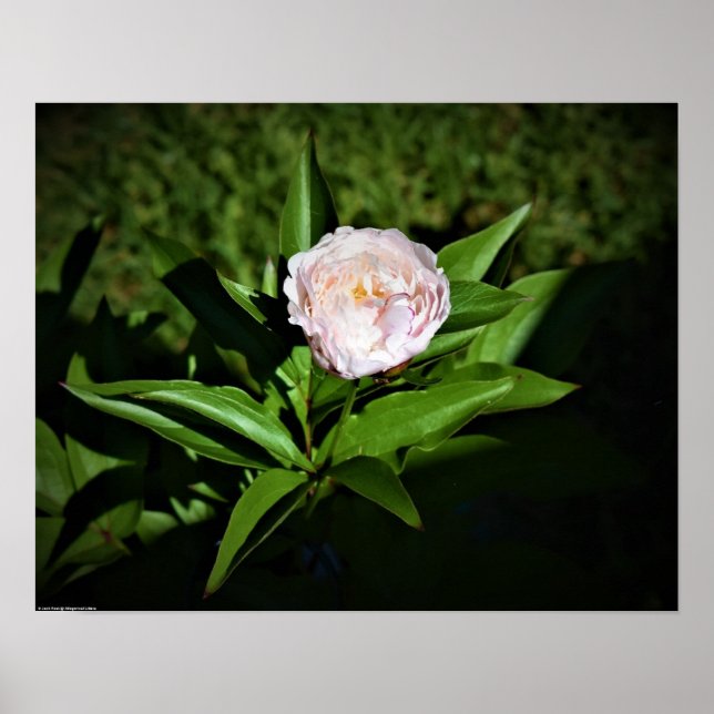 Póster Peony, (Frente)