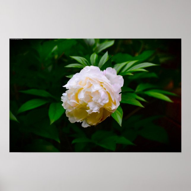 Póster Peony, (Frente)
