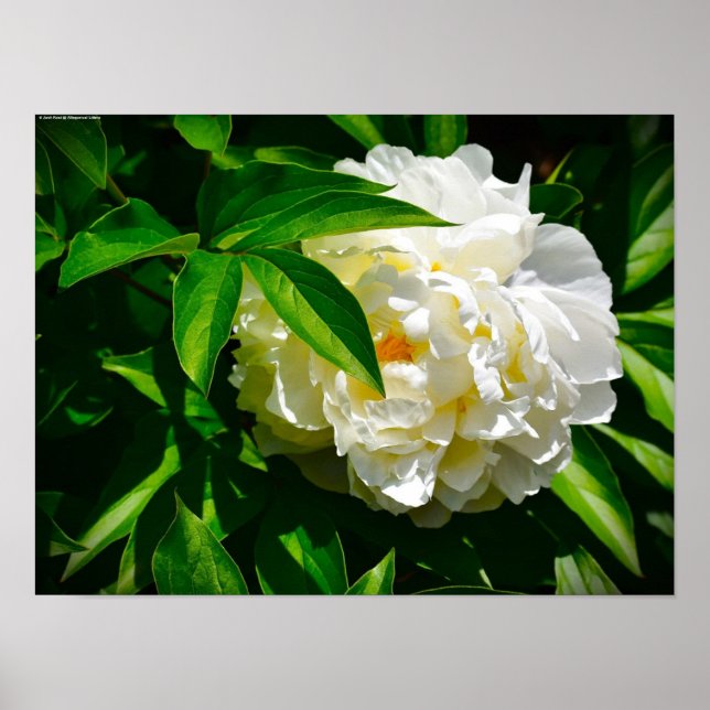 Póster Peony, (Frente)