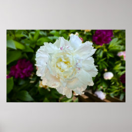 Póster Peony,
