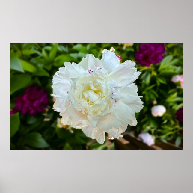 Póster Peony, (Frente)