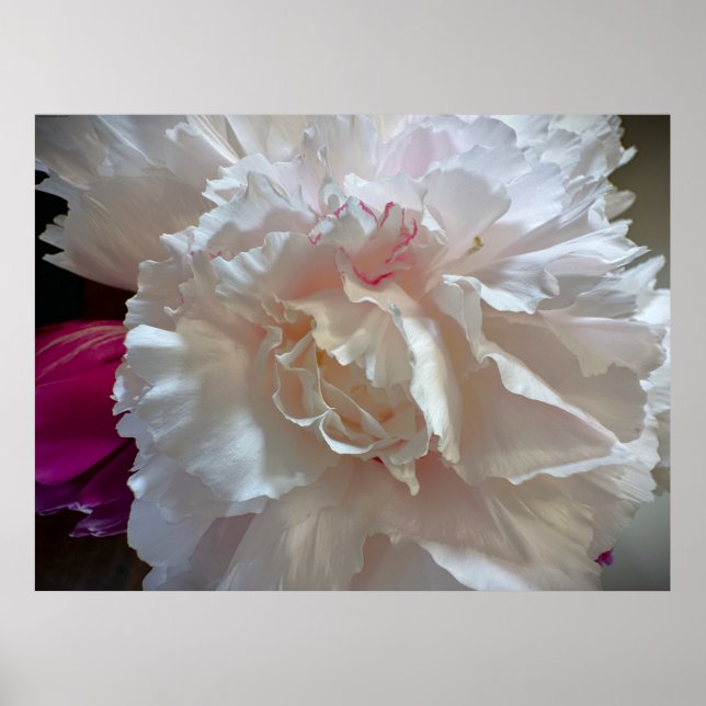 Póster Peony, (Frente)