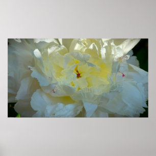 Póster Peony,