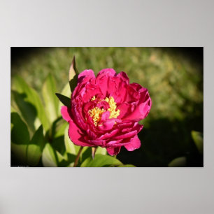 Póster Peony,