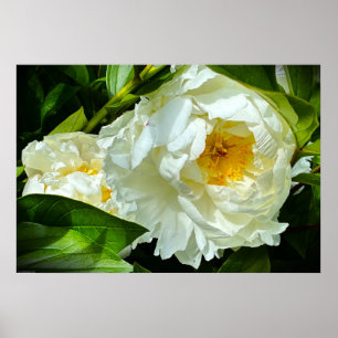 Póster Peony,