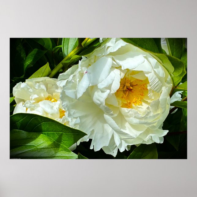 Póster Peony, (Frente)
