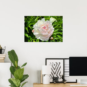 Póster Peony,