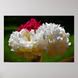 Póster Peony,