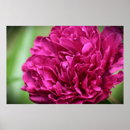 Póster Peony,