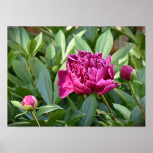 Póster Peony,