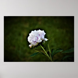 Póster Peony,