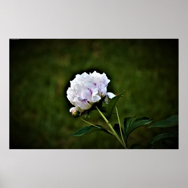 Póster Peony, (Frente)