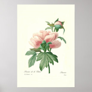 Póster Peony