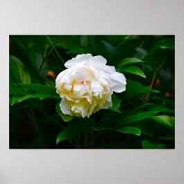 Póster Peony,