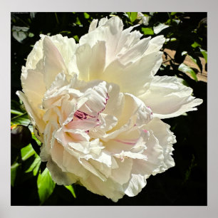 Póster Peony,