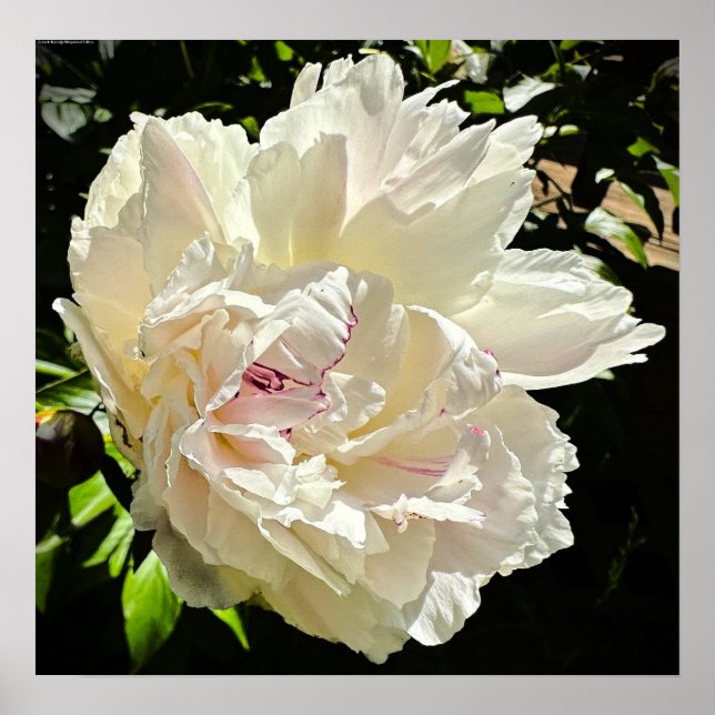 Póster Peony, (Frente)