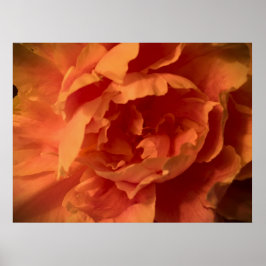 Póster Peony,