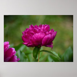 Póster Peony,