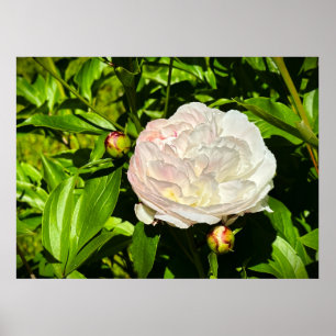 Póster Peony,