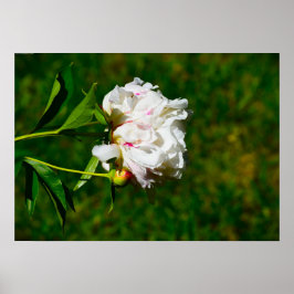 Póster Peony,