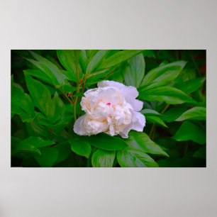 Póster Peony,