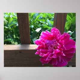 Póster Peony,