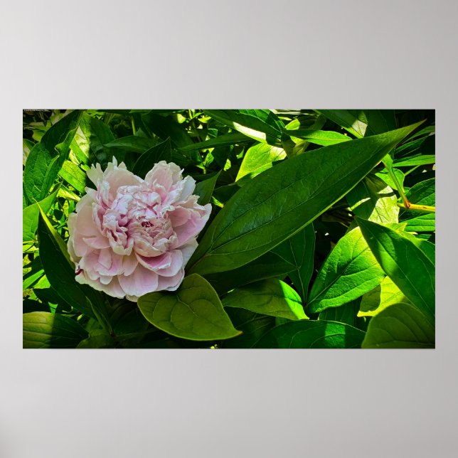 Póster Peony, (Frente)