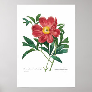 Póster Peony