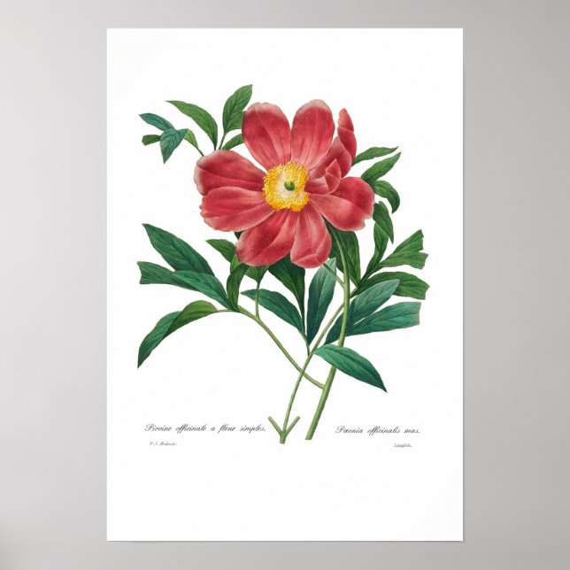 Póster Peony (Frente)