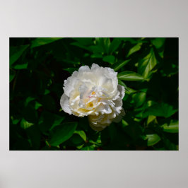 Póster Peony,
