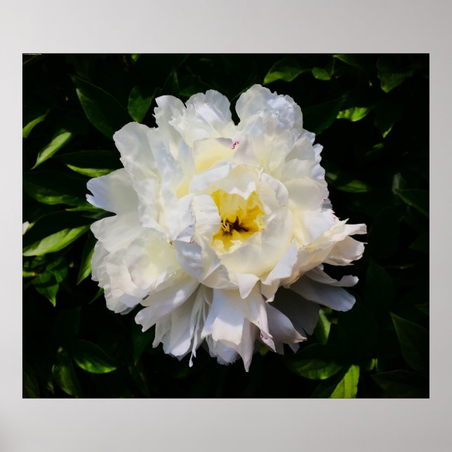 Póster Peony, (Frente)