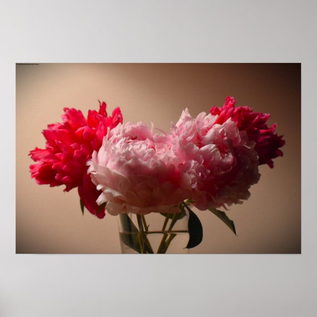 Póster Peony, (Frente)