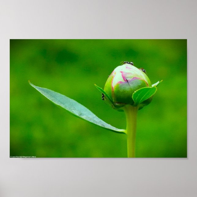Póster Peony, (Frente)